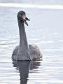 Sangsvane - Whopper swan (Cygnus cygnus) Juv